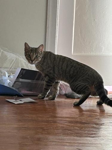 Lost Female Cat last seen Mandeville St and Mirabeau Ave, 3 blocks from Brother Martin, New Orleans, LA 70122