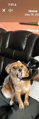 Lost Male Dog last seen 18th Ave  or fuller place , Irvington, NJ 07111