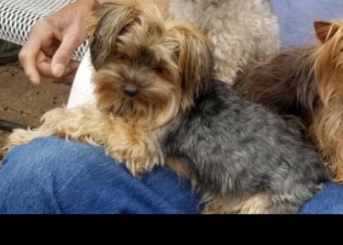 Lost Female Dog last seen New Halls Ferry, St. Louis, MO 63136