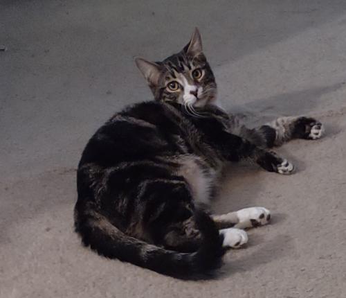 Lost Male Cat last seen Woodmont Golf Course , Tamarac, FL 33321