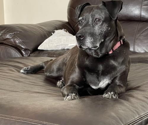 Lost Female Dog last seen Southmor road, Wauponsee Township, IL 60450