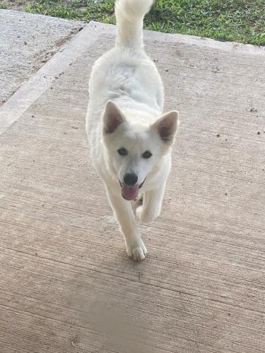 Lost Female Dog last seen Near PENTACLE LANE, Houston, TX 77085