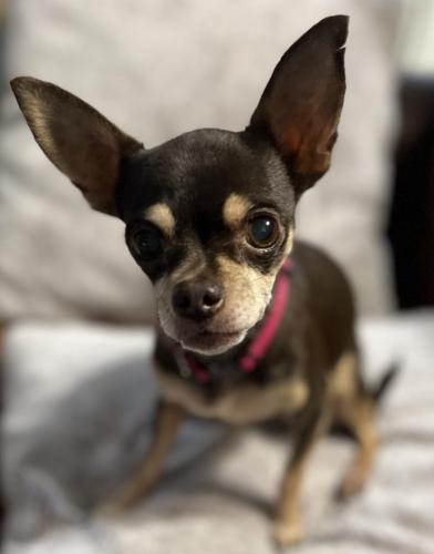 Lost Female Dog last seen 72nd ave and 11th st Pembroke Pines, Pembroke Pines, FL 33023