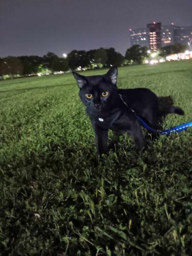 Lost Male Cat last seen Antoine & 34th, Houston, TX 77092