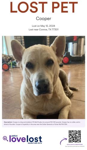 Lost Male Dog last seen Pinecrest/1314, Conroe, TX 77301