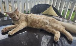Lost Male Cat last seen Nevada Street between Stillwater and Fairview, Fallon, NV 89406