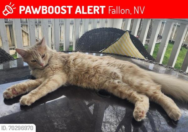 Lost Male Cat last seen Nevada Street between Stillwater and Fairview, Fallon, NV 89406
