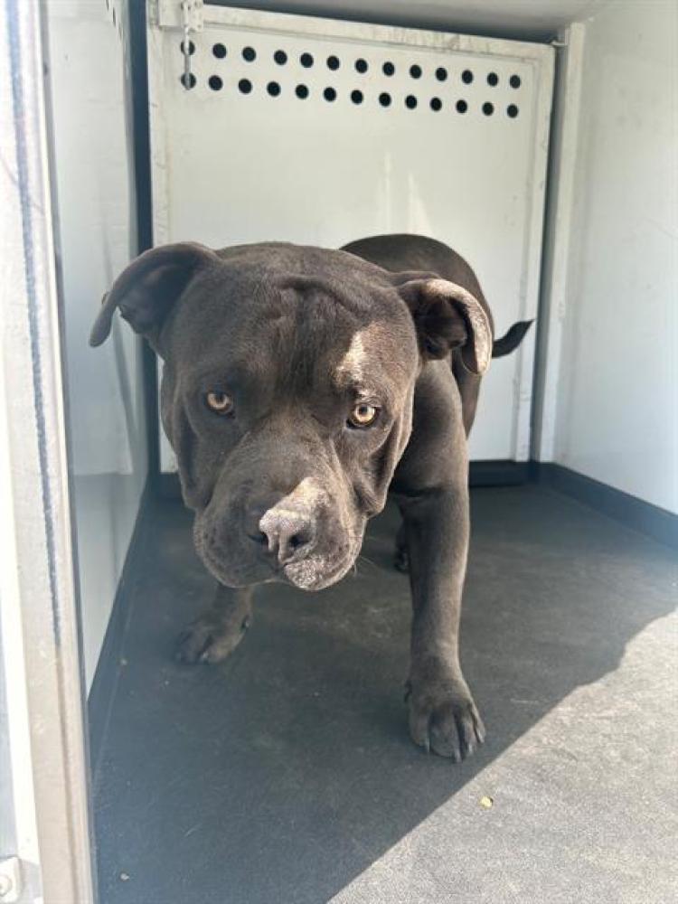 Shelter Stray Male Dog last seen Near BLK SWEEET SUNBLAZE AV, BAKERSFIELD, CA, Bakersfield, CA 93307