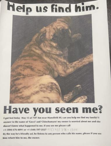 Lost Male Dog last seen Roanoke Va , Roanoke, VA 24012
