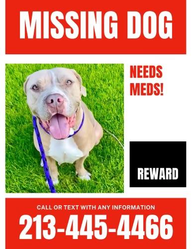 Lost Female Dog last seen West Pico / Bundy Drive, Los Angeles, CA 90025