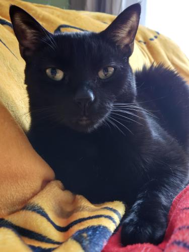 Lost Male Cat last seen Waveland and Emerson st., Franklin Park, IL 60131
