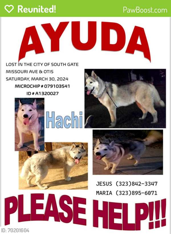 Reunited Male Dog last seen Missouri Ave & Otis St, South Gate, CA 90280, USA, South Gate, CA 90280