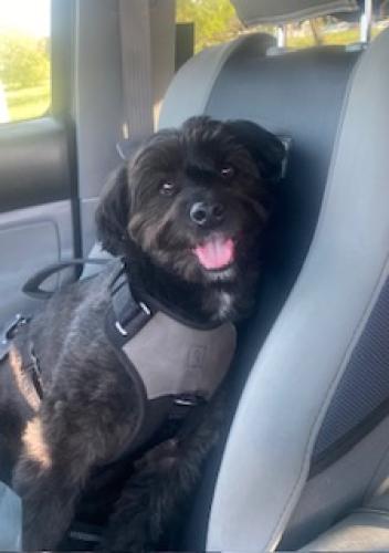 Lost Male Dog last seen intersection of Combie Road and Marigold; field across from Ace Hardware in Auburn, CA, Auburn, CA 95603