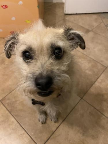 Lost Male Dog last seen Vernon and Vermont , Los Angeles, CA 90037