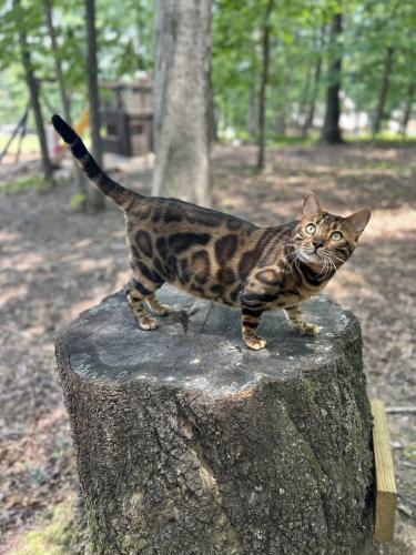 Lost Male Cat last seen Highland Rd and Jim Hood Rd, Gainesville, GA 30506