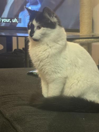 Lost Male Cat last seen Becher , Milwaukee, WI 53215