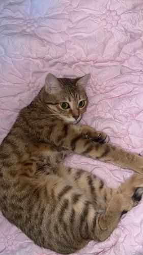 Lost Female Cat last seen Cashmere Ave , Mississauga, ON L5B 2M7
