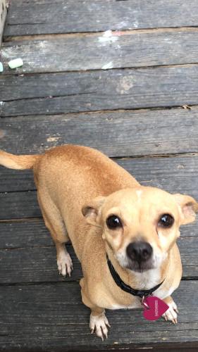 Lost Female Dog last seen Near coppervine lane, Houston, TX 77084