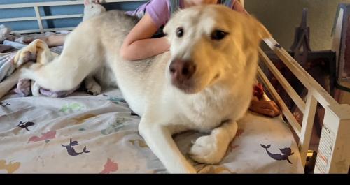 Lost Female Dog last seen Sausalito and racetrack, Henderson, NV 89015