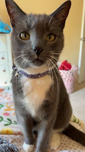 Lost Male Cat last seen Westminster Dr, Pittsburgh, PA 15229