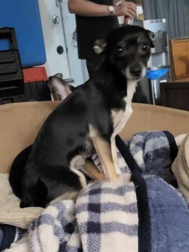 Lost Female Dog last seen Tramway and Central , Albuquerque, NM 87123