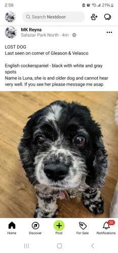 Lost Female Dog last seen East LA at 5th and Indiana, Los Angeles, CA 90063