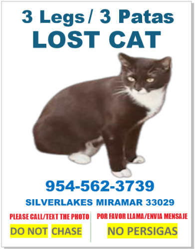 Lost Female Cat last seen Silverlakes Miramar FL 33029, Miramar, FL 33029