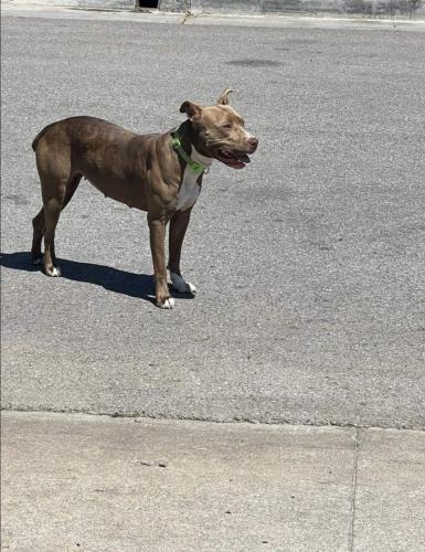 Found/Stray Female Dog last seen E 34th st & S 85th E Ave, Tulsa, OK 74145