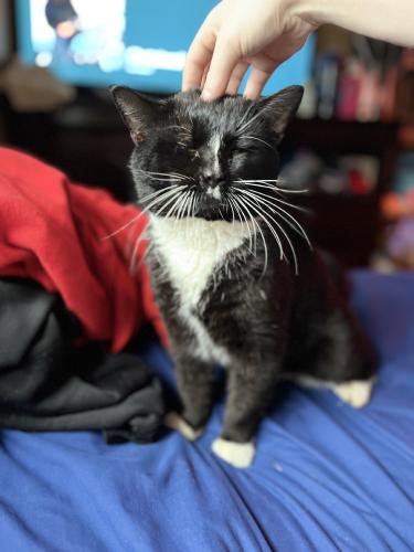 Lost Male Cat last seen Linden ct and poplar ridge ct, Florence, KY 41042