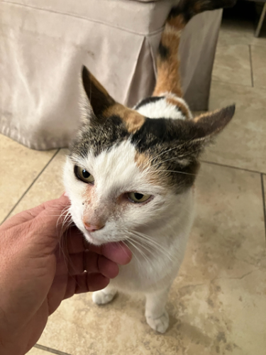 Lost Female Cat last seen S Budlong Ave and 36th Place, Los Angeles, CA 90007