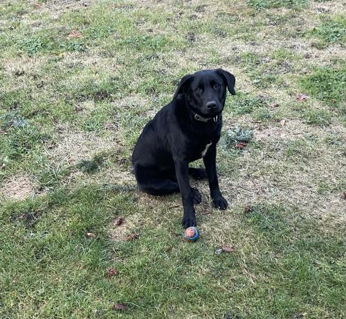 Lost Male Dog last seen Near 357th st w Eatonville , Eatonville, WA 98328
