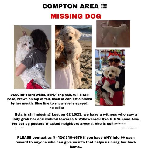 Lost Female Dog last seen n willowbrook ave & e. winona ave, Compton, CA 90227