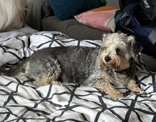Lost Female Dog last seen Hemlock Ave & Madrone Ave, Sunnyvale, CA 94085
