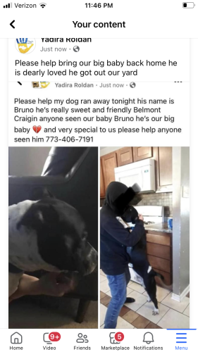 Lost Male Dog last seen Belmont craigin area , Chicago, IL 60639