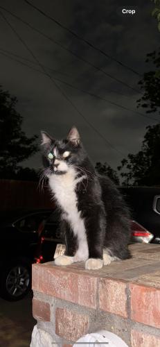 Lost Male Cat last seen ACROSS THE ST FROM JMA, Arlington, TX 76011