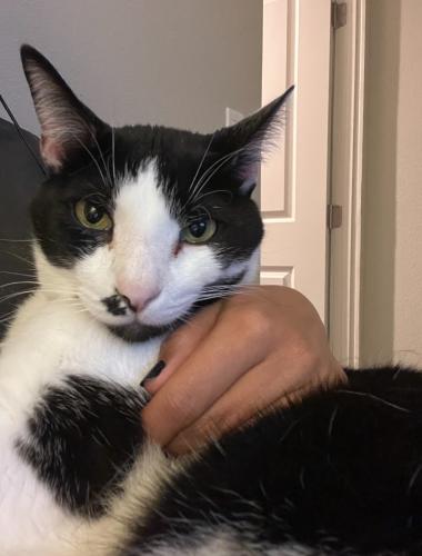 Lost Male Cat last seen Near Marguerite St Palm Springs, Palm Springs, CA 92264