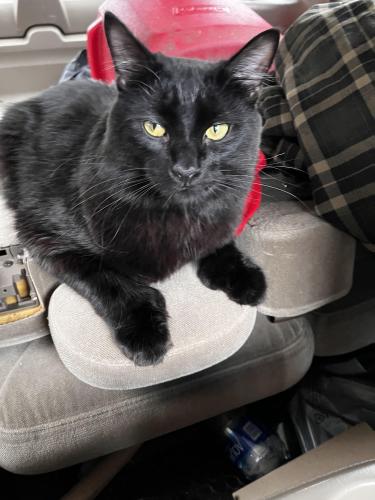 Lost Male Cat last seen Nantucket gate apmts, Tacoma, WA 98445