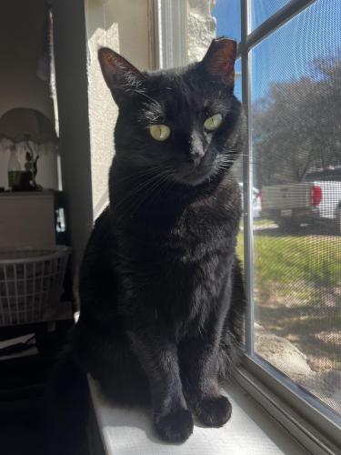 Lost Female Cat last seen Hidden Lake apmts, the building closest to the gate by S Hausman Rd. , San Antonio, TX 78249