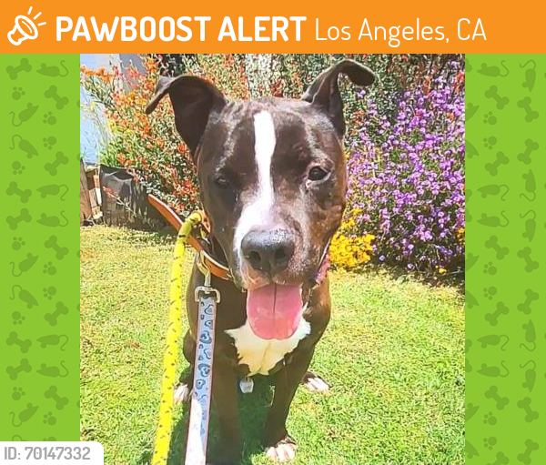 Shelter Stray Male Dog last seen , Los Angeles, CA 90025
