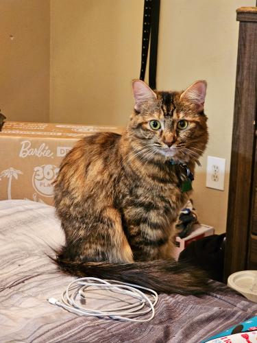 Lost Female Cat last seen The Dresden apmts , Las Vegas, NV 89122