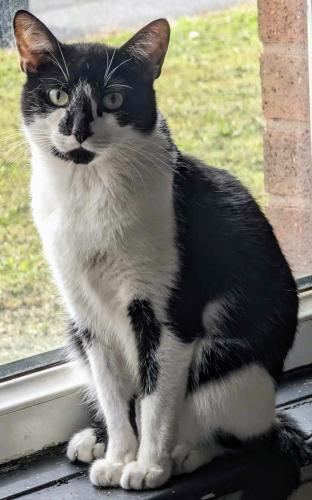 Lost Male Cat last seen Shire brook Valley Woodland , Woodhouse, England S13