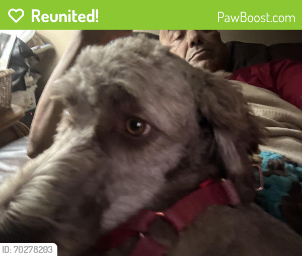 Reunited Female Dog last seen Oxford Glen Ln, Houston, TX 77099, USA, Houston, TX 77099