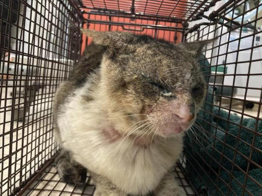 Shelter Stray Male Cat last seen Near BLK CIRCLE DR, LONG BEACH, CA 90805, Long Beach, CA 90815