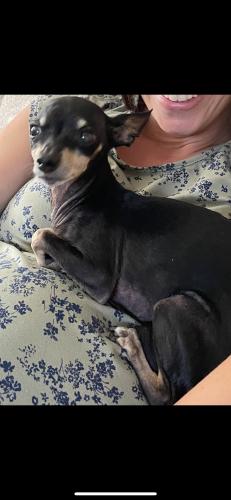 Lost Female Dog last seen Ford and Sunspring Cir, San Jose, CA 95138