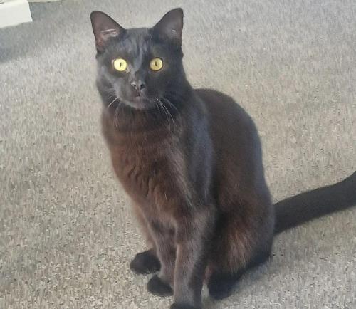 Lost Male Cat last seen Could be hiding in gardens and injured. , Staffordshire, England ST17 9RQ