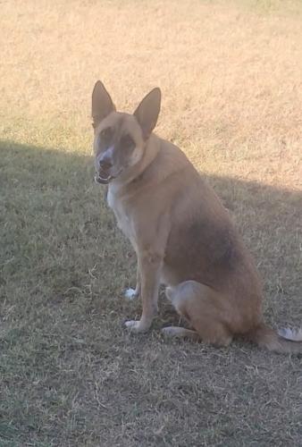 Lost Male Dog last seen Stockdale and California , Bakersfield, CA 93309