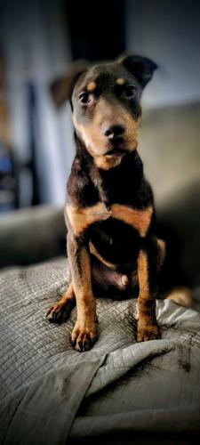 Lost Male Dog last seen Sandhill/WYOMING , Las Vegas, NV 89104