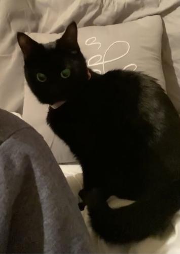 Lost Female Cat last seen Chateau Ave (Mansions of Prosper), McKinney, TX 75071
