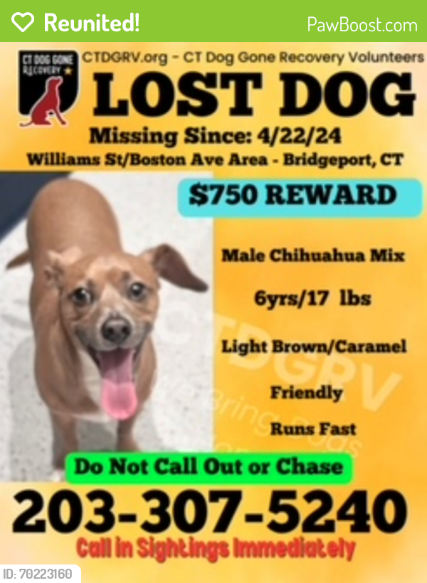 Reunited Male Dog last seen Boston Ave and William St, Bridgeport, CT 06608