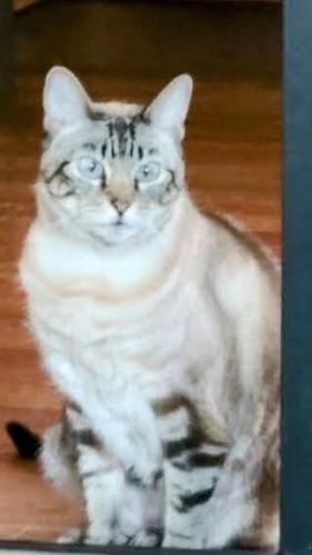 Lost Female Cat last seen Chestnut Street, North Syracuse, NY 13212